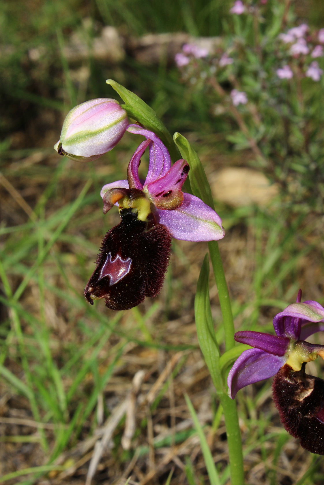 Orchidee dell''Imperiese